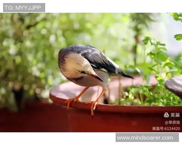 欧美足球明星展现野性魅力的名字与传奇故事